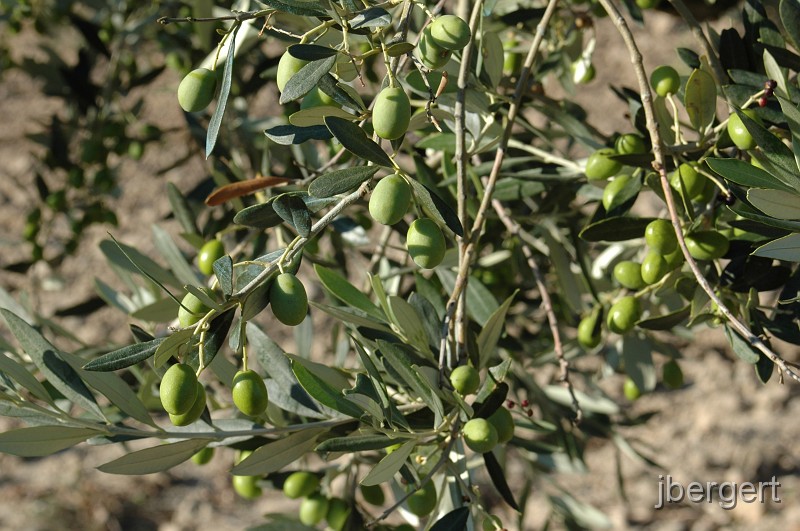 DSC_3850.JPG - Oliven