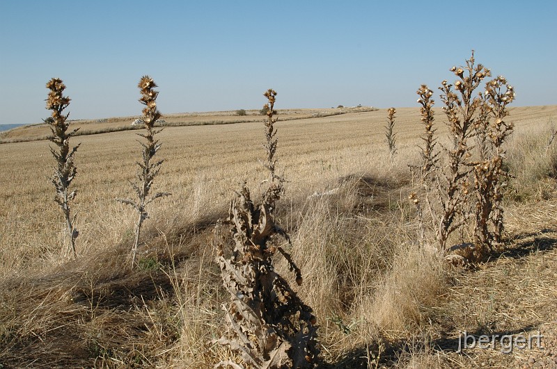 DSC_4013.JPG - in der Meseta